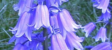 Bluebell