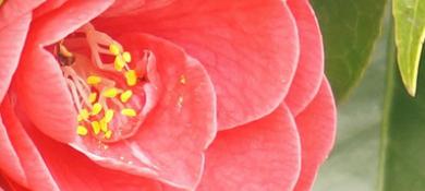 Camellia
