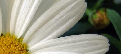 Daisy