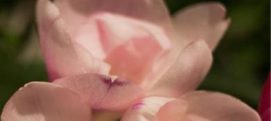 Freesia
