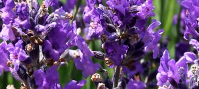 Lavender