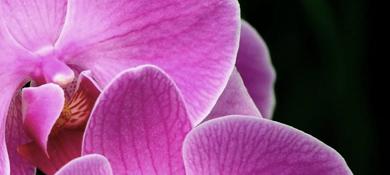 Orchid