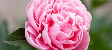 Peony